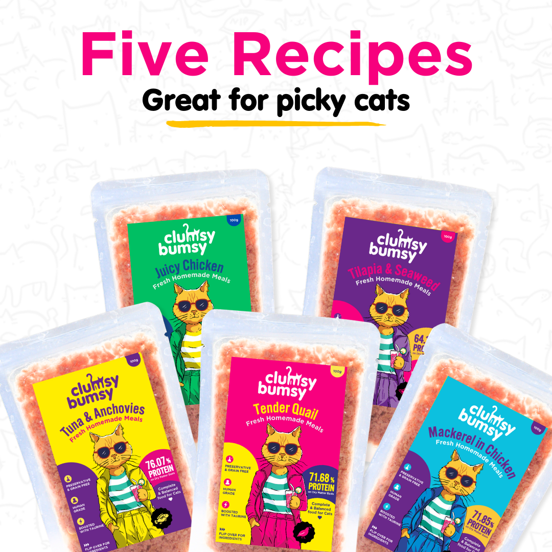 Tender Quail Fresh Meals for Cats (100g)