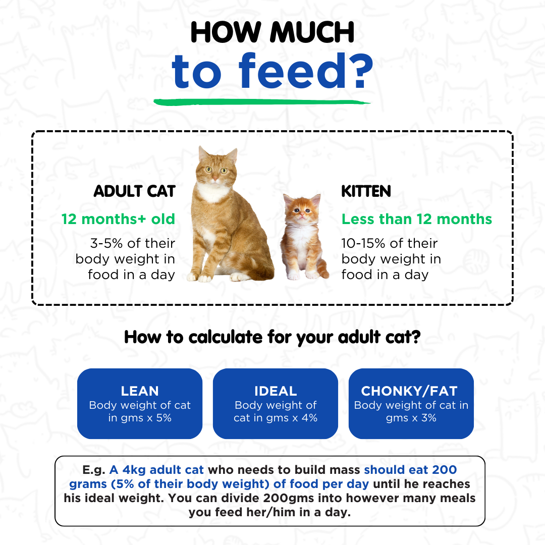 Juicy Chicken Fresh Meals for Cats (100g)