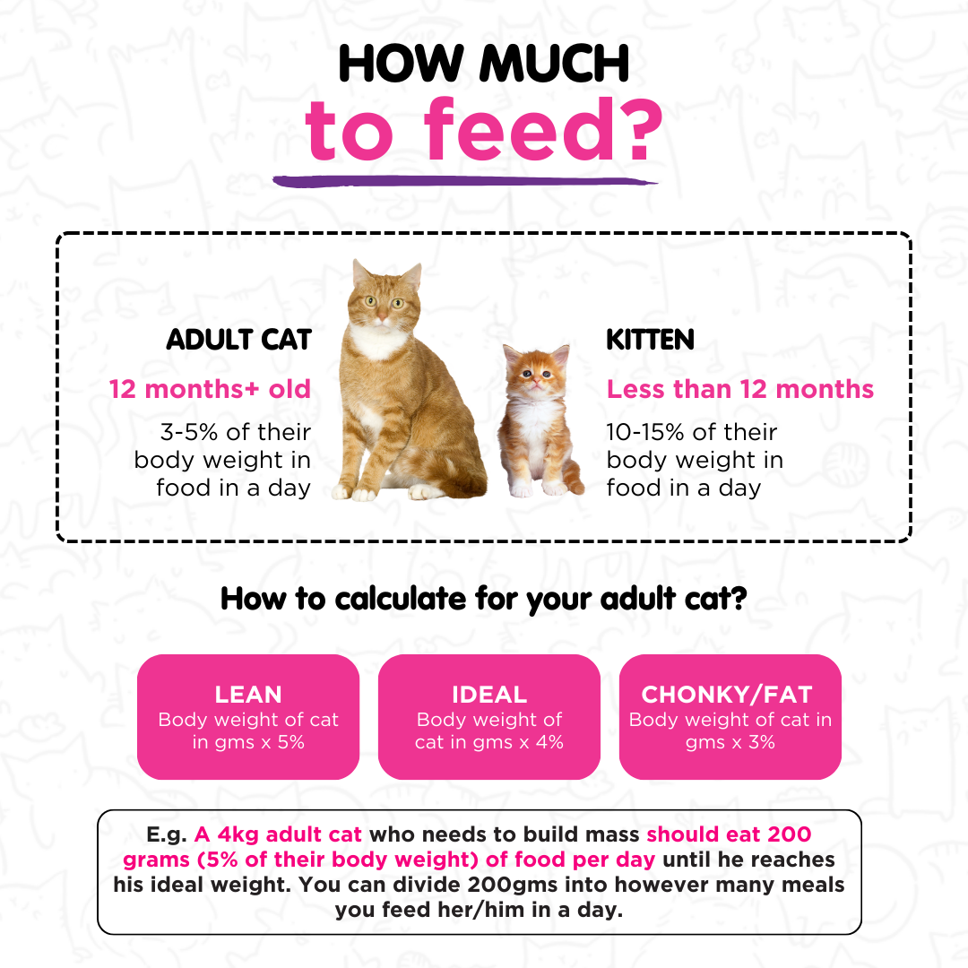 Tilapia & Seaweed 100g for Cats