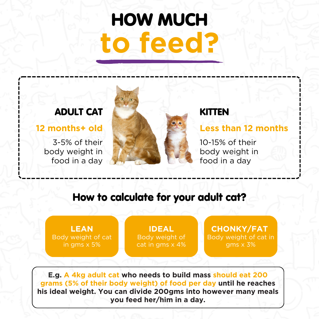 Fresh food Trial Pack for Cats