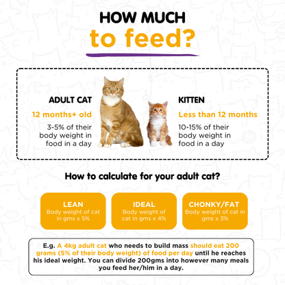 Fresh food Trial Pack for Cats