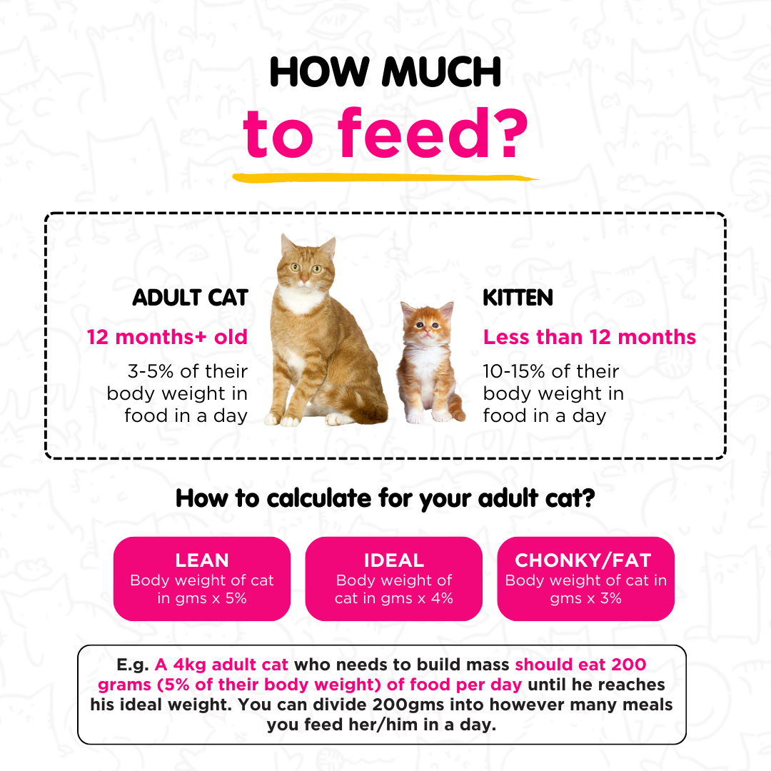 Tender Quail 100g for Cats